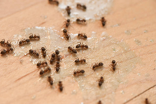 Best Pest Prevention Services  in Dodge Center, MN