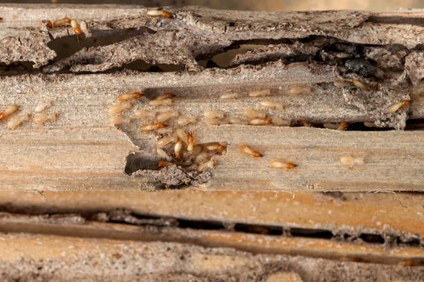 Best Pest Removal Services  in Dodge Center, MN